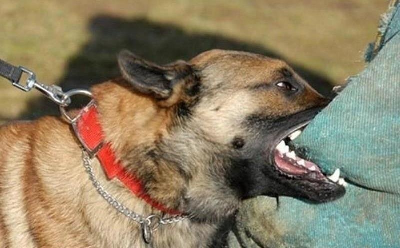 'Chu dan cho can chet be trai co the bi xu ly hinh su' hinh anh