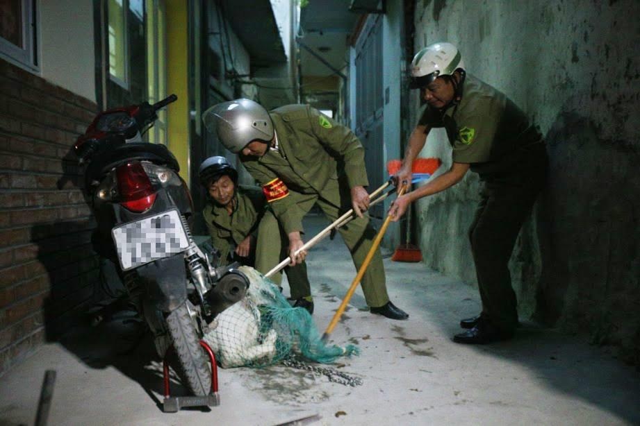 bắt chó thả rông ảnh 2 bat cho tha rong anh 2