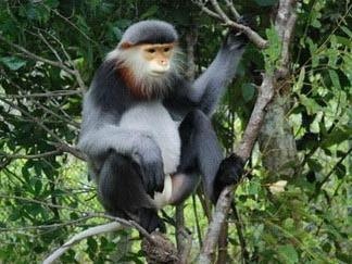 Viet Nam doi mat nguy co mat can bang he sinh thai hinh anh