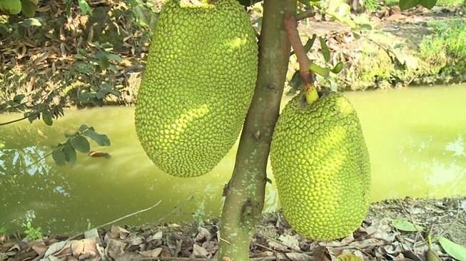 Linh 12 thang tu vi 4 trai mit hinh anh