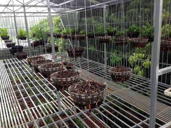 mất giỏ lan 2 tỷ ở Phú Thọ ảnh 1 mat gio lan 2 ty o Phu Tho anh 1