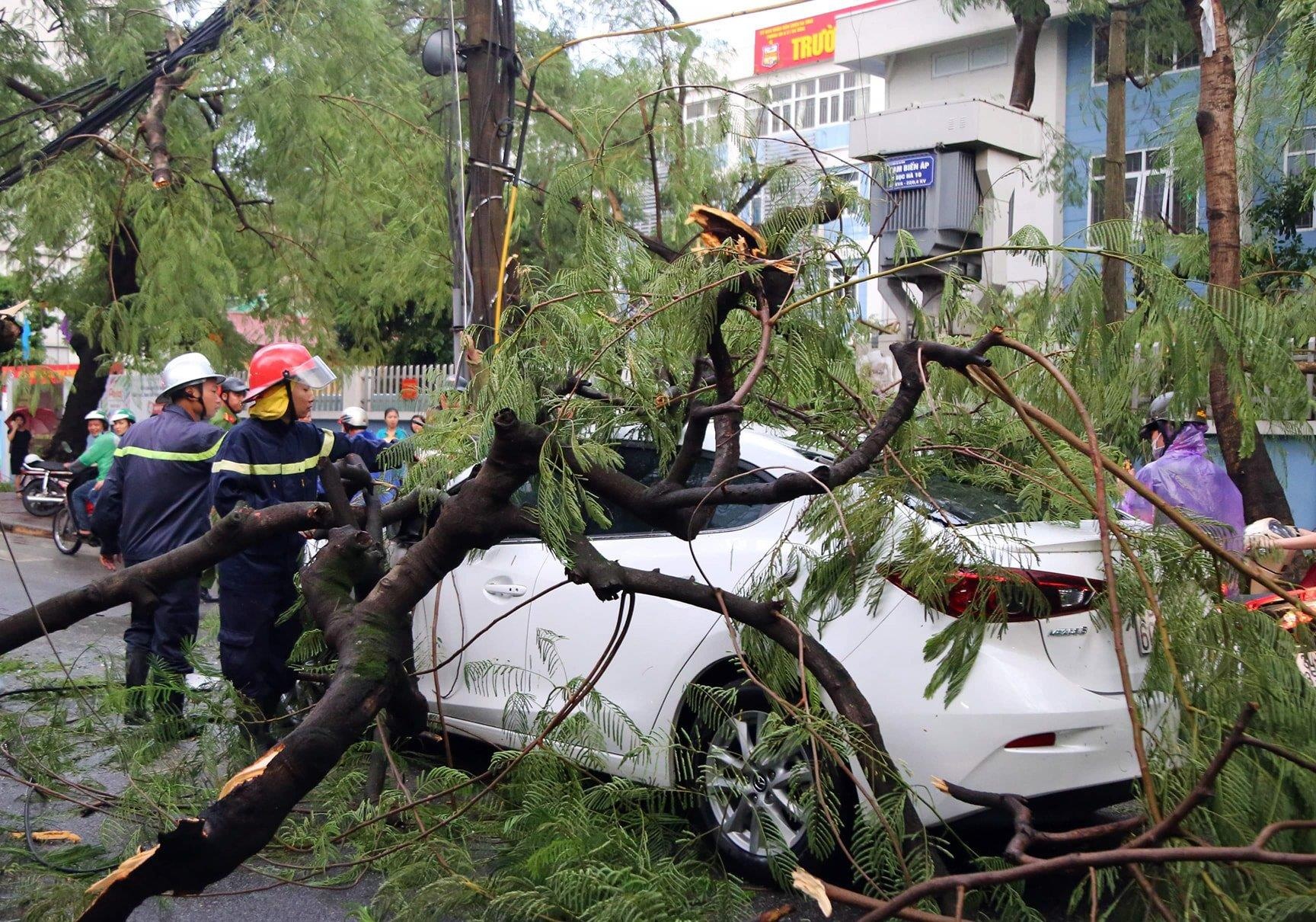 Vi sao Ha Noi bat ngo noi dong, loc khien cay do de chet nguoi? hinh anh