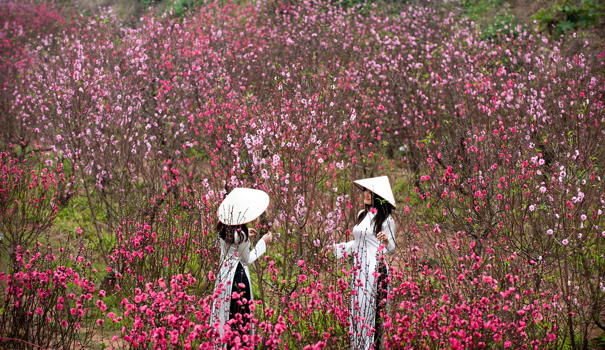 de xuat nghi Tet am lich anh 2