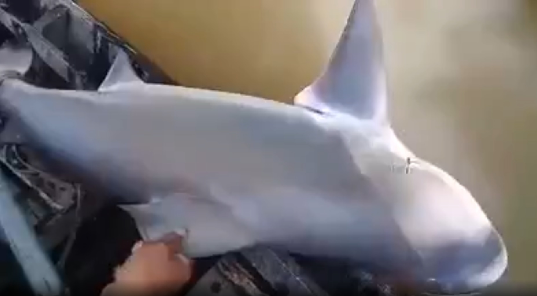 ngư dân bắt được cá lạ ở miền Tây ảnh 1 ngu dan bat duoc ca la o mien Tay anh 1