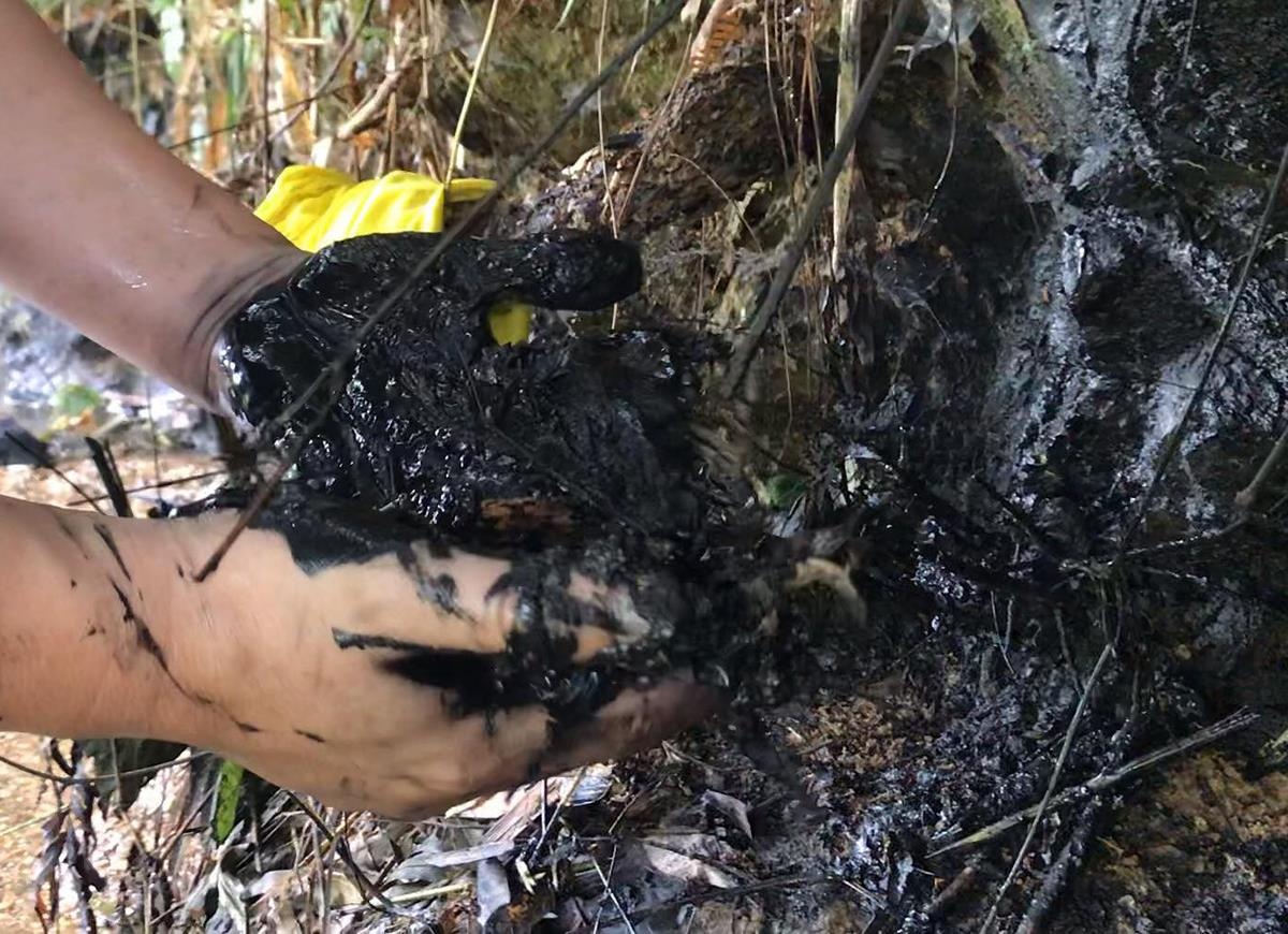 'Ho mac ke nen vang dau vao he thong xu ly cua nha may nuoc song Da' hinh anh