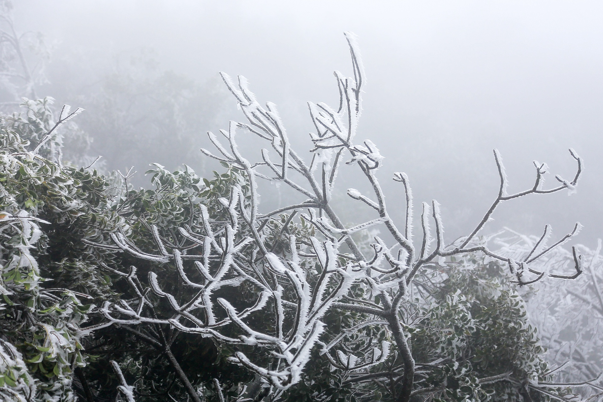 ret dam o mien Bac anh 1