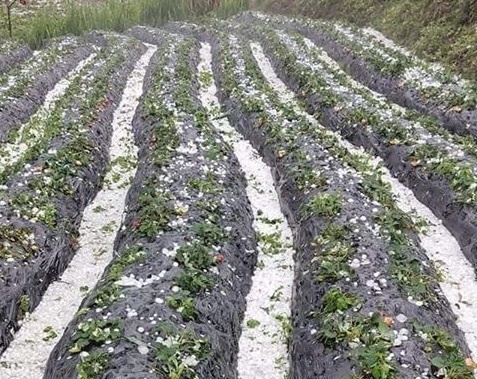 mưa đá ở Lai Châu ảnh 3 mua da o Lai Chau anh 3