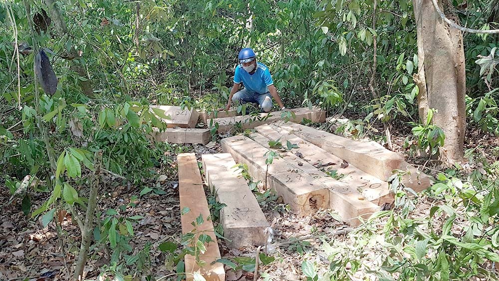 khai thac rung trai phep o Tay Nguyen anh 1