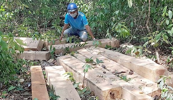 Yeu cau dieu tra vu khai thac rung trai phep o Kon Tum hinh anh