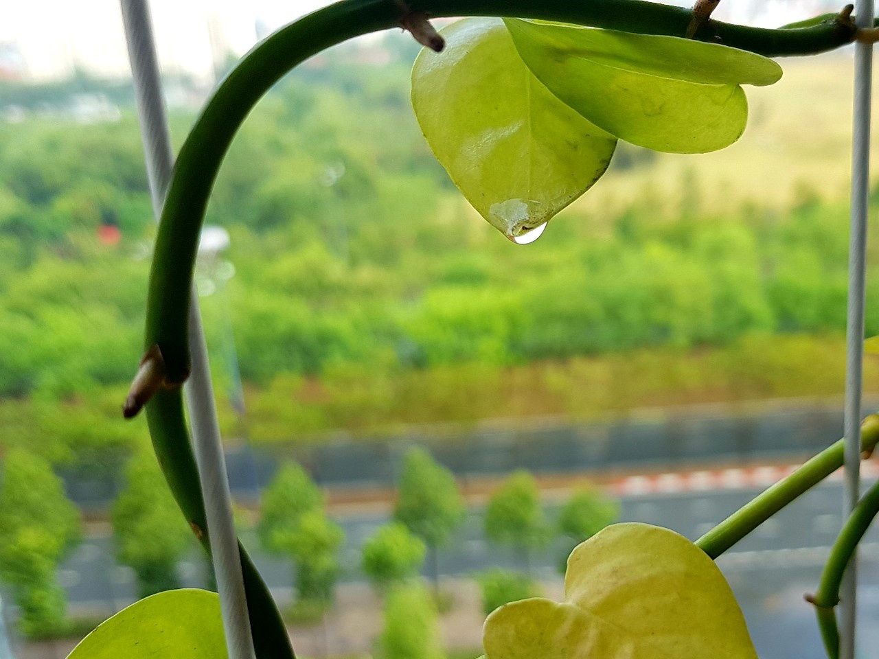 mua mua o Nam Bo anh 2