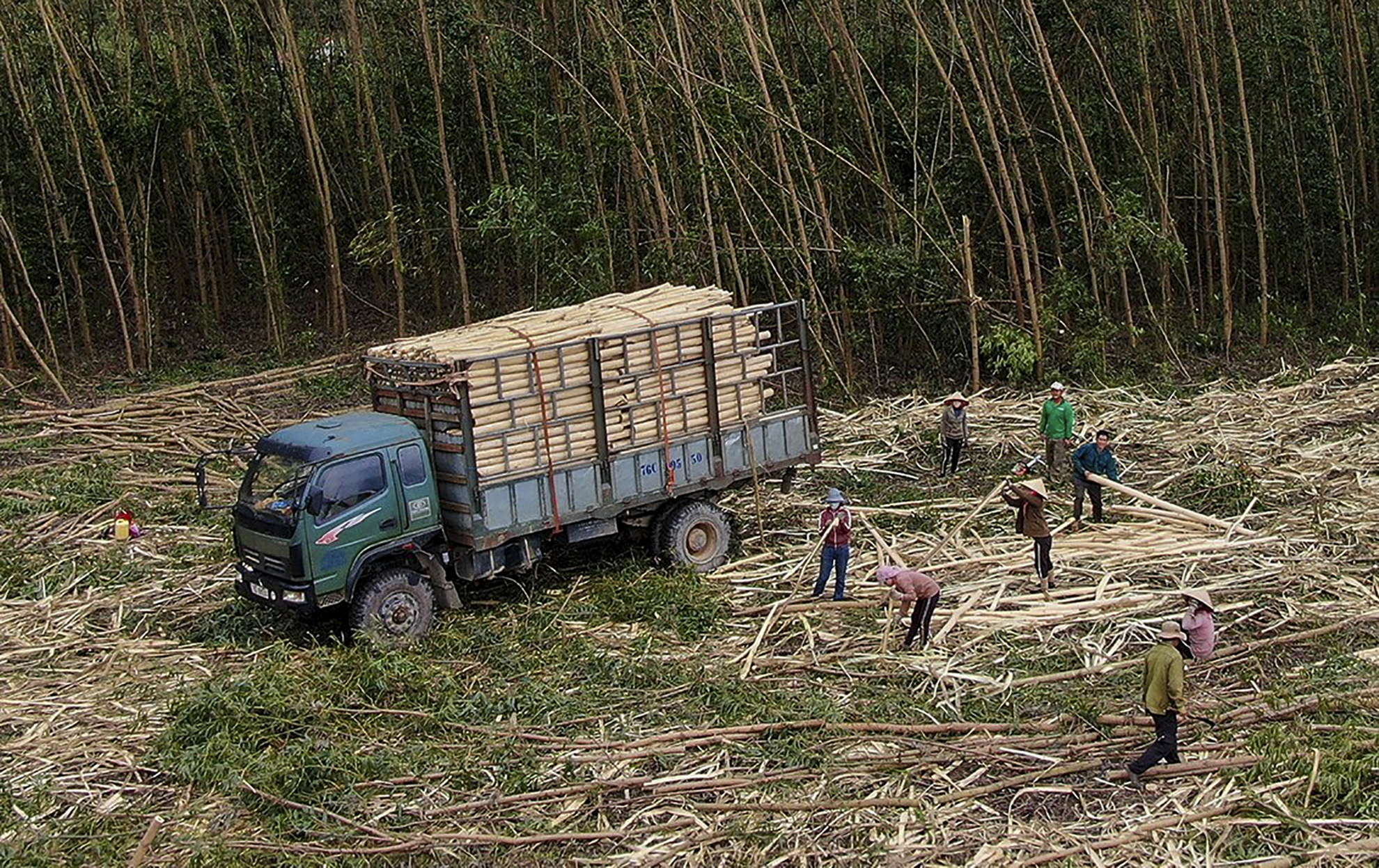 Bo Nong nghiep khuyen cao 3 tinh khi chuyen doi muc dich su dung rung hinh anh