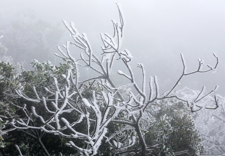 Mau Son ret 2 do C hinh anh