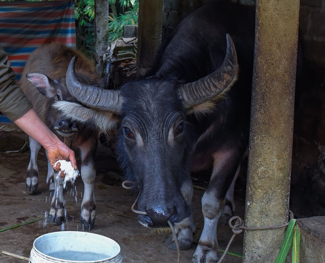 Bang tuyet gay thiet hai hon 2 ty dong o Lao Cai hinh anh