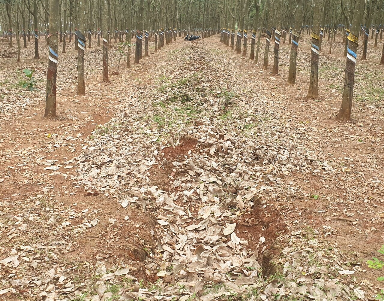 Khoanh vung nghi can danh nu sinh anh 1