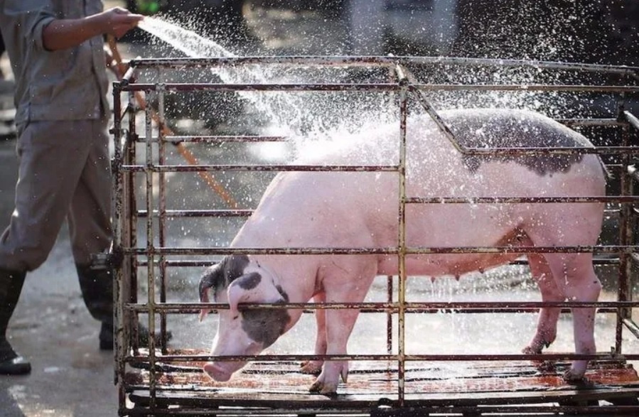 Dich ta lon chau Phi bung phat o 57 tinh, thanh pho hinh anh