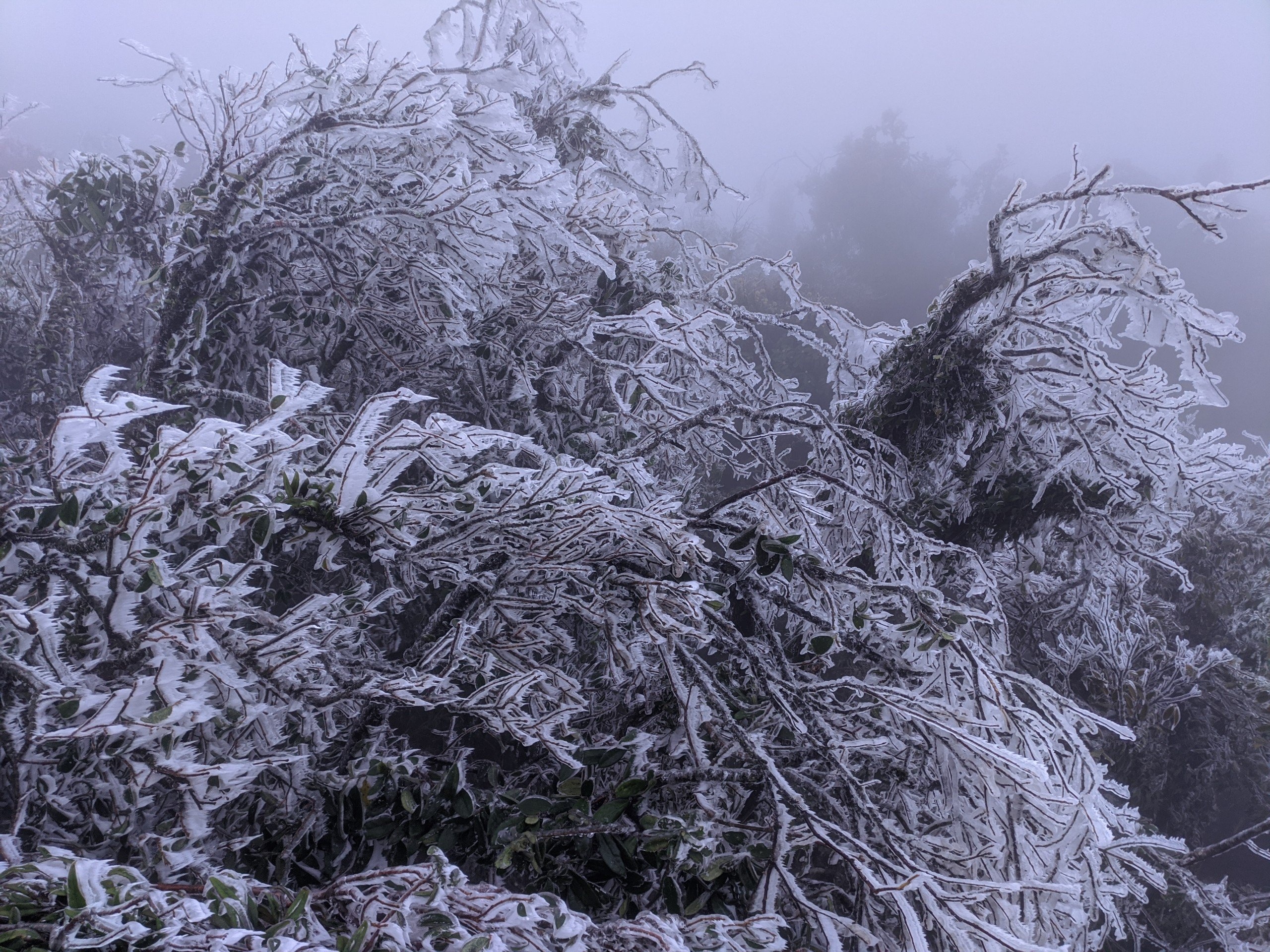 ret hiem gap o mien Bac anh 1