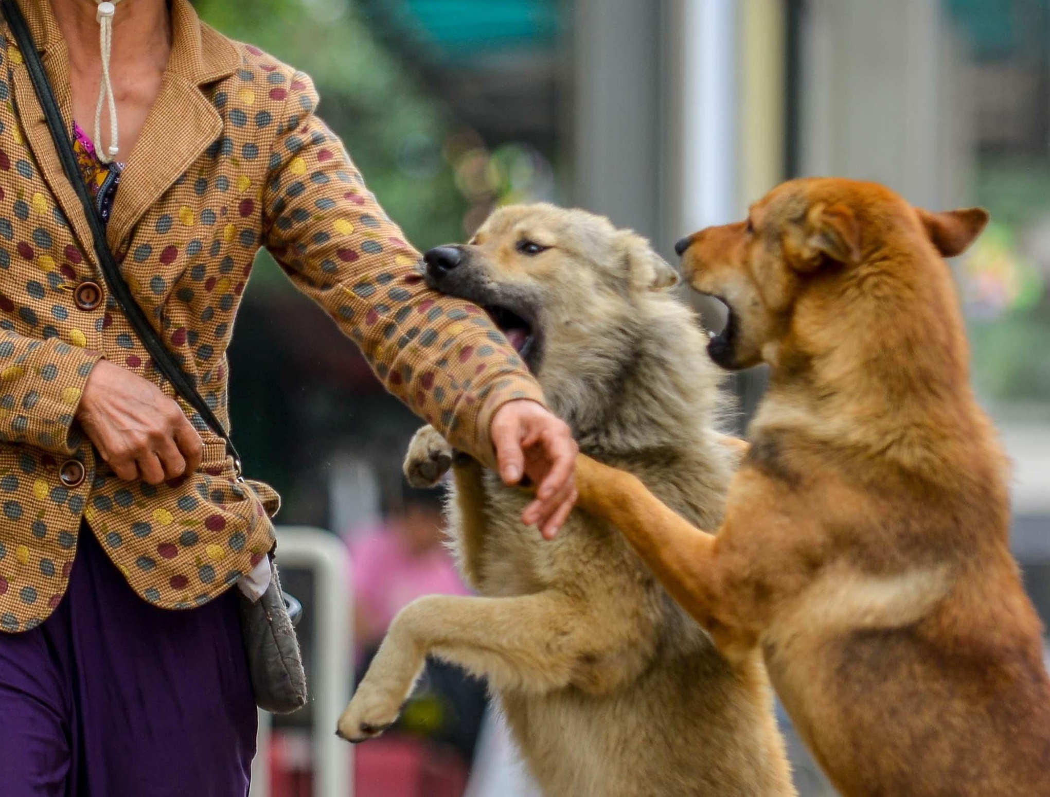 Gan 600 doi bat cho tha rong o Ha Noi hoat dong the nao? hinh anh