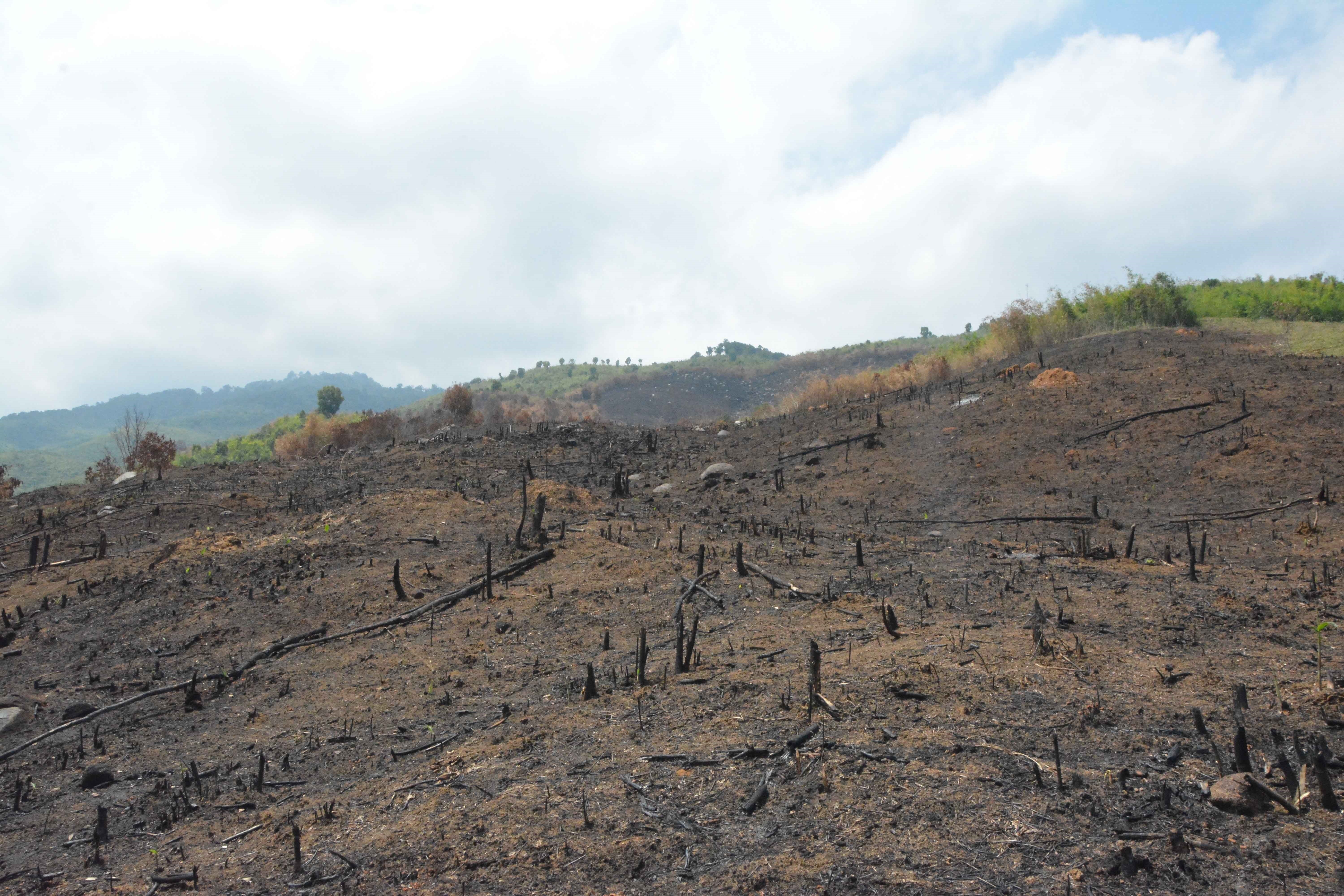 pha rung o dak lak anh 2