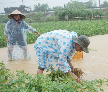 So Nong nghiep Quang Nam bi yeu cau kiem diem trach nhiem hinh anh