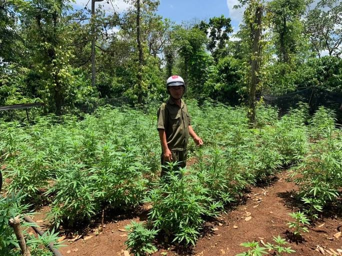 Trong hang tram cay can sa chi de… cho ga an hinh anh