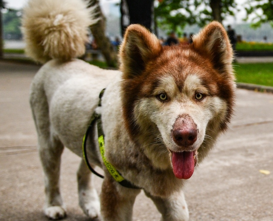 Cac dia phuong can lap doi bat cho tha rong nhu Ha Noi, TP.HCM hinh anh