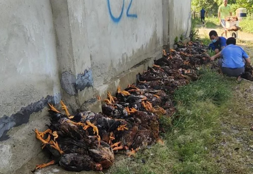 Chu trang trai mat trang 15.000 con ga vi su co dien hinh anh