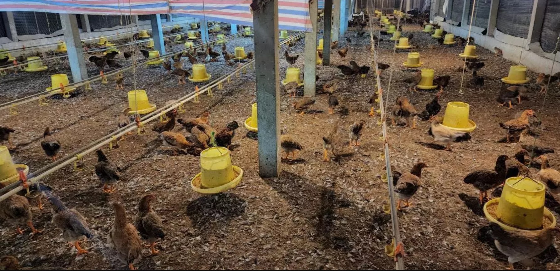 chet 15.000 con ga vi su co dien anh 3