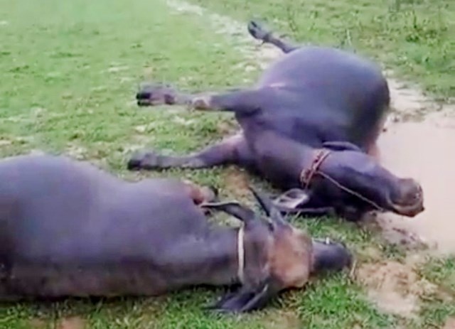 2 con trau dang gam co bi set danh chet hinh anh