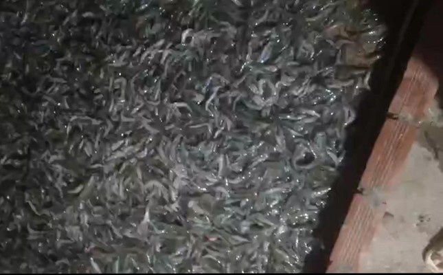 Tom o Ca Mau chet hang loat, nghi bi dau doc bang thuoc sau hinh anh