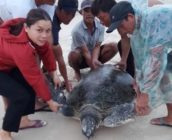 Phat hien vich bien quy hiem nang gan 100 kg dat vao bo bien hinh anh