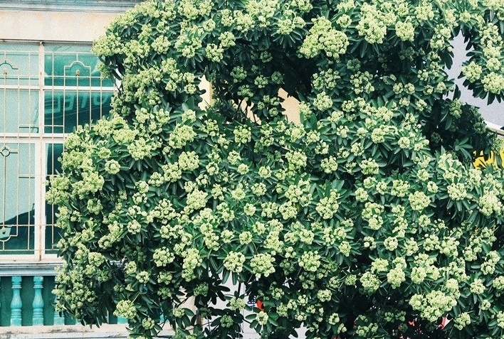 Kien nghi Ha Noi di doi 80 cay hoa sua o duong Nguyen Chi Thanh hinh anh