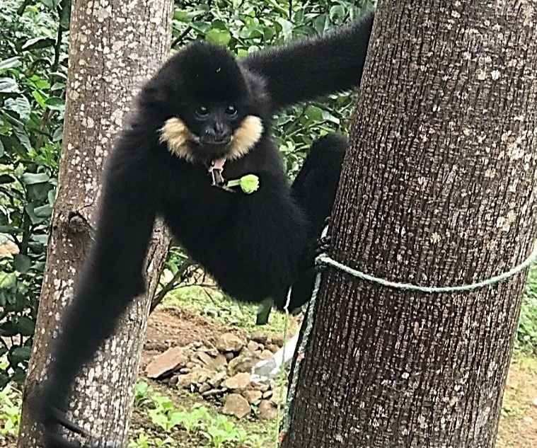 Vuon den ma hung quy hiem xuat hien trong khu dan cu hinh anh