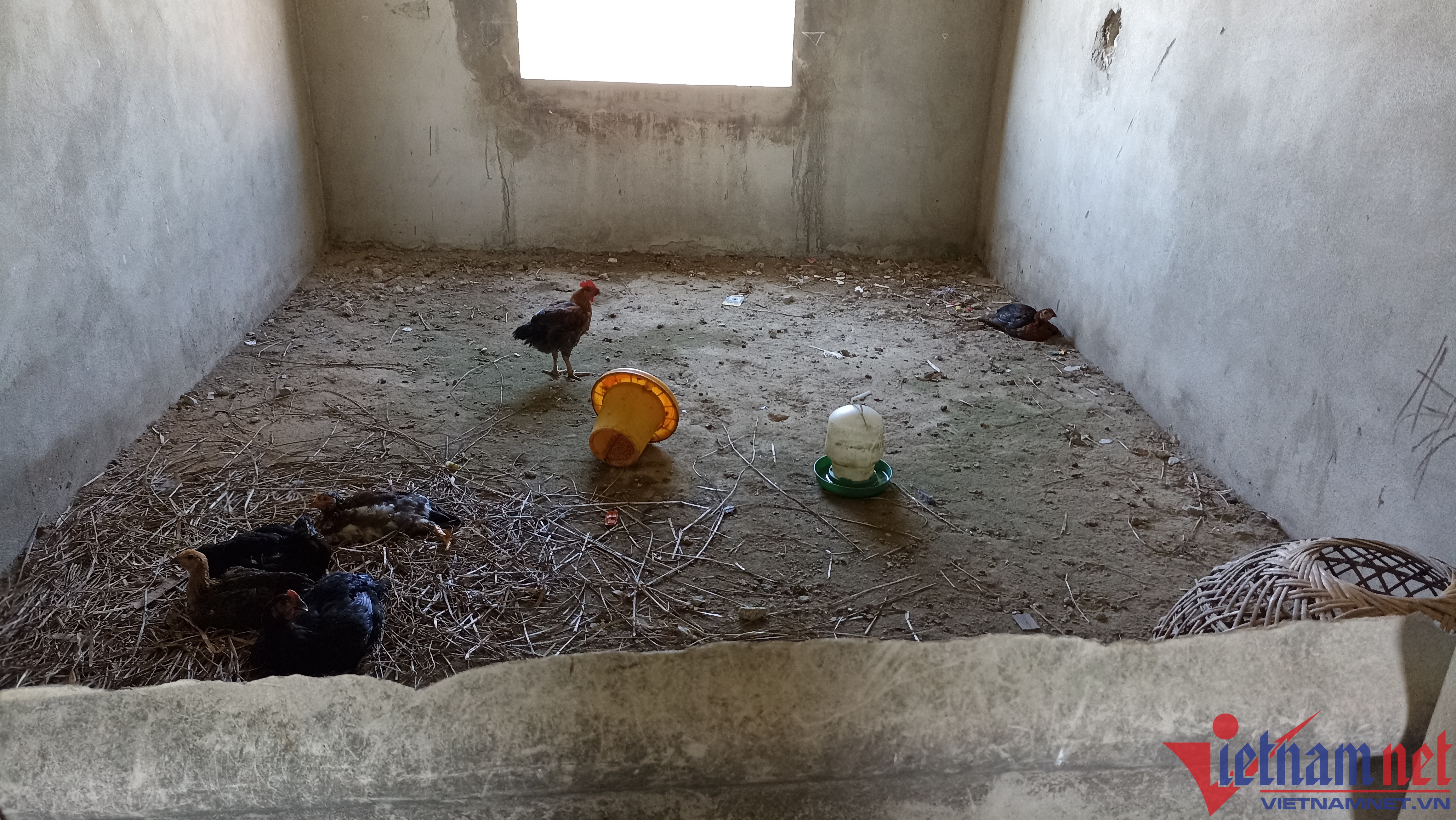 cong so nuoi lon anh 1