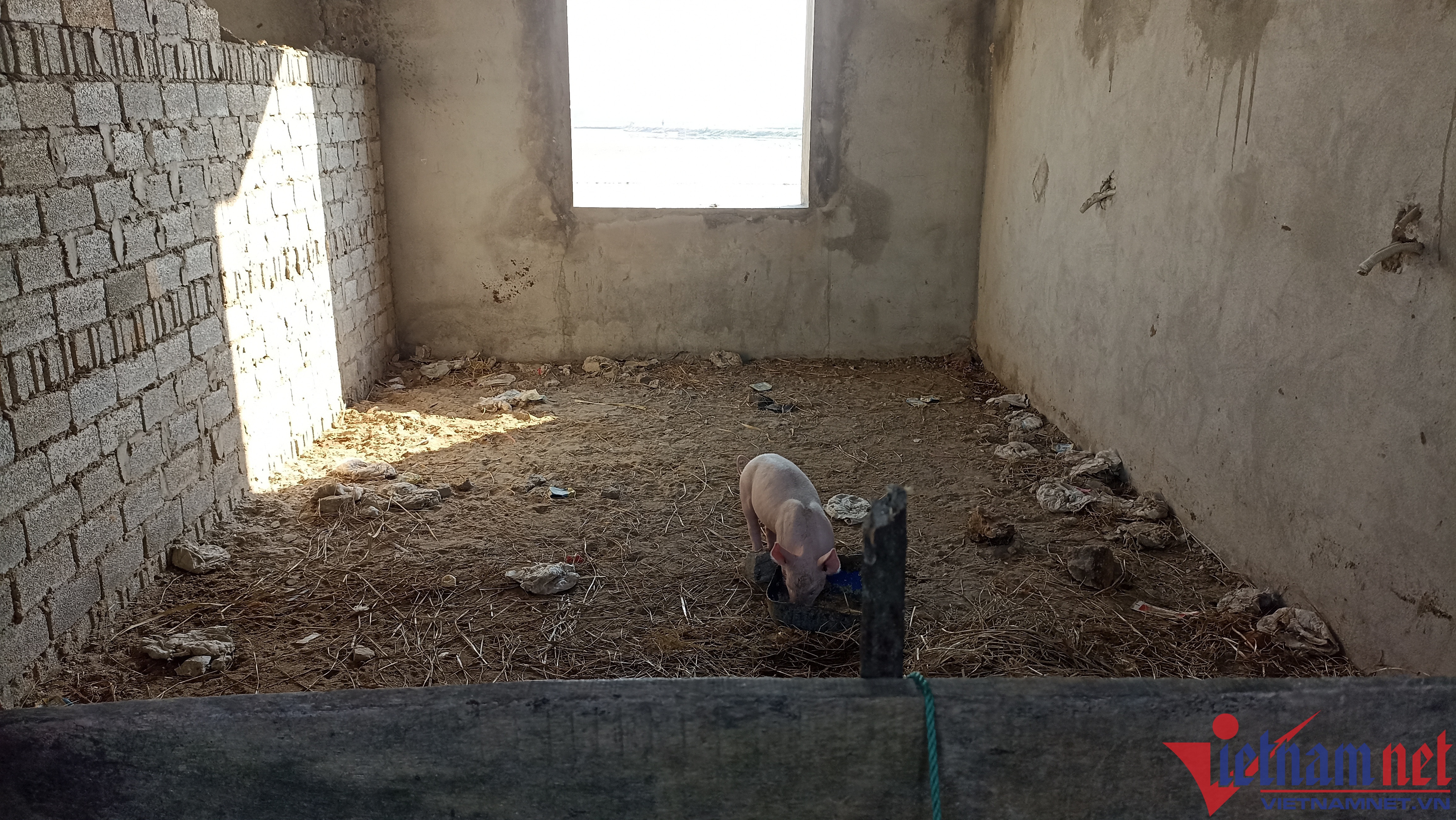 cong so nuoi lon anh 2