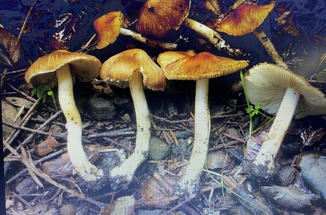 5 nguoi trong gia dinh nhap vien cap cuu sau khi an nam hai ben duong hinh anh