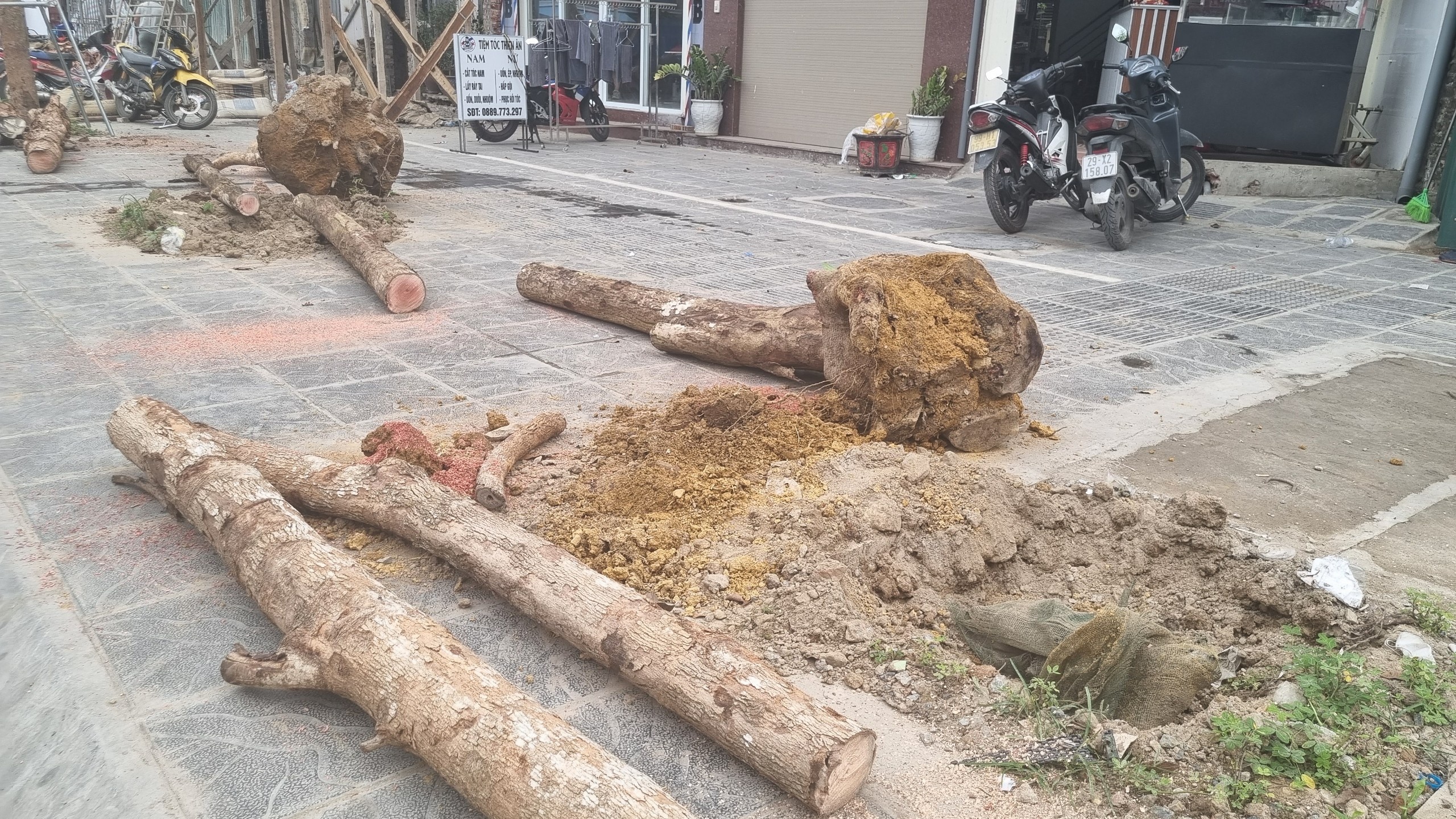 nho bo cay xanh anh 2