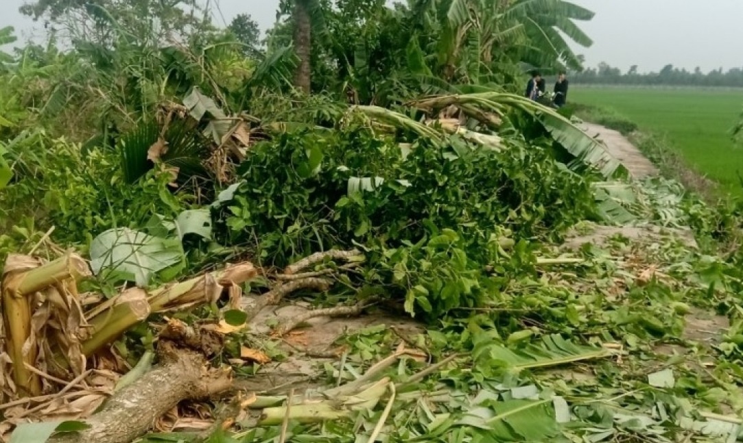 Mua to kem gio manh lam toc mai 67 nha dan tai Tien Giang hinh anh