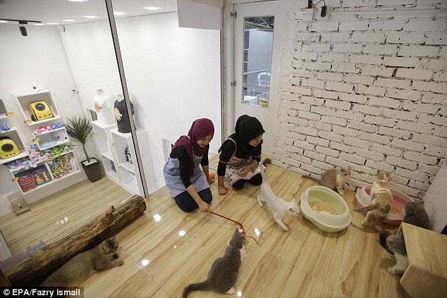 Khach san 5 sao cho meo o Malaysia hinh anh