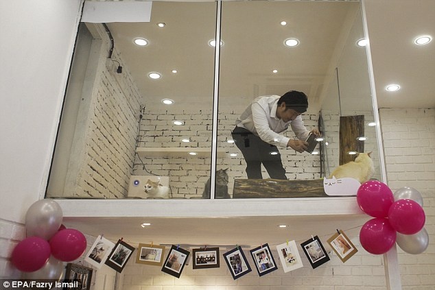 Khach san cho meo o Malysia anh 4