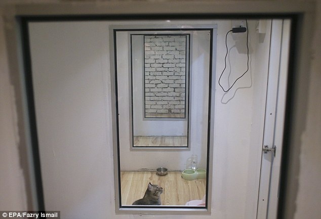 Khach san cho meo o Malysia anh 6