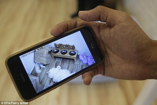 Khach san cho meo o Malysia anh 7