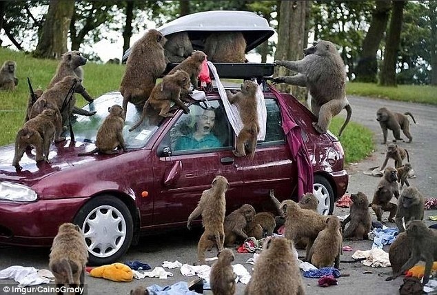 Những tai nạn bất ngờ và hài hước ảnh 2 Nhung tai nan bat ngo va hai huoc anh 2