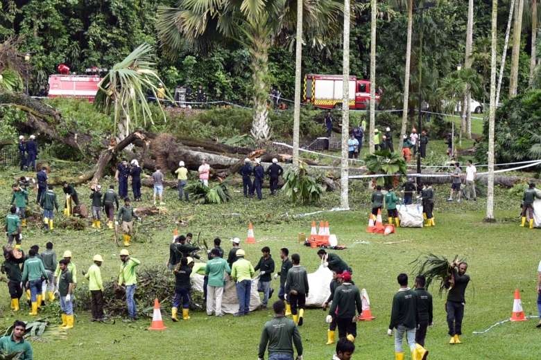 5 du khach thuong vong vi cay di san gan 300 tuoi bi do hinh anh