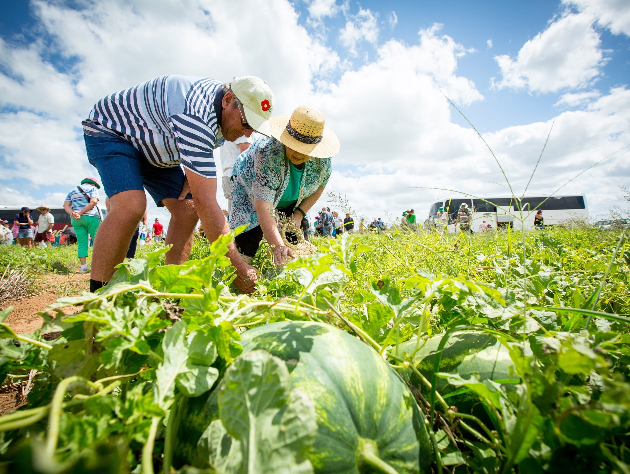 le hoi dua hau o Australia anh 2