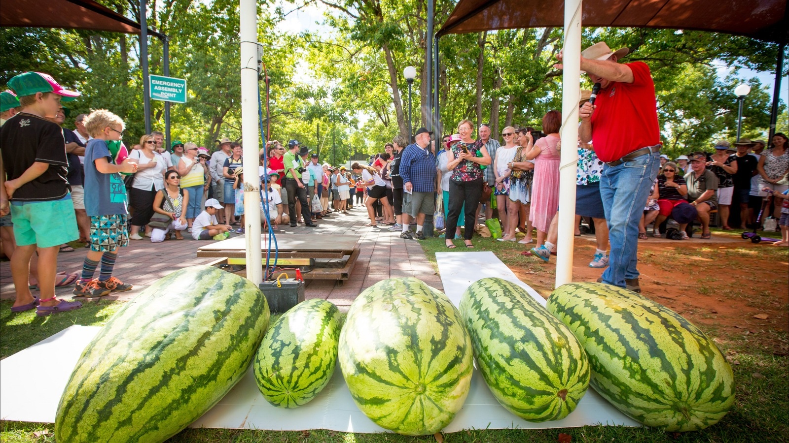 le hoi dua hau o Australia anh 4