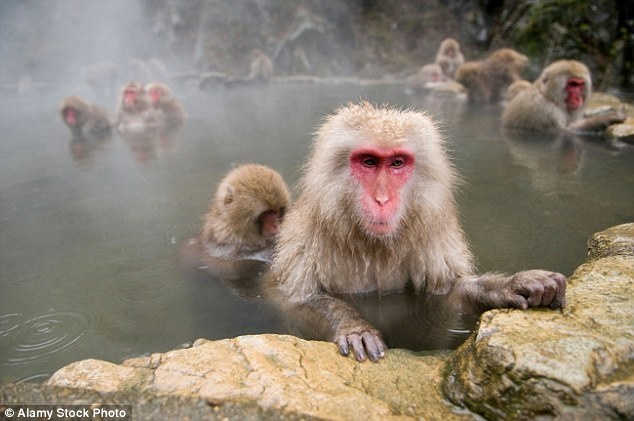 Nhat Ban tieu huy khi tuyet vi khong mang gen thuan chung hinh anh