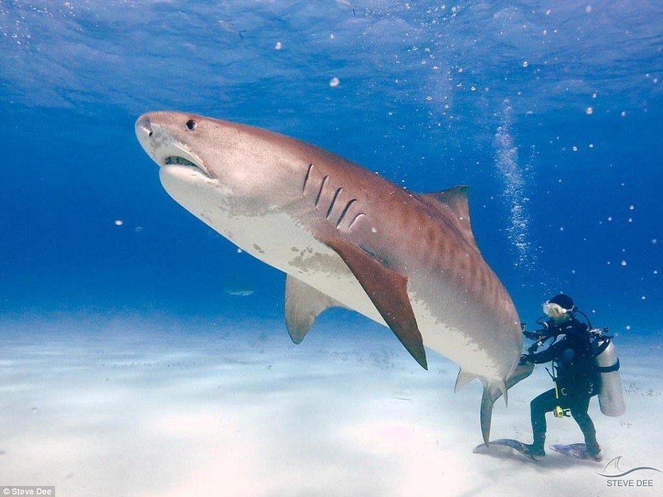 Nguoi cham ca map nhu thu cung hinh anh