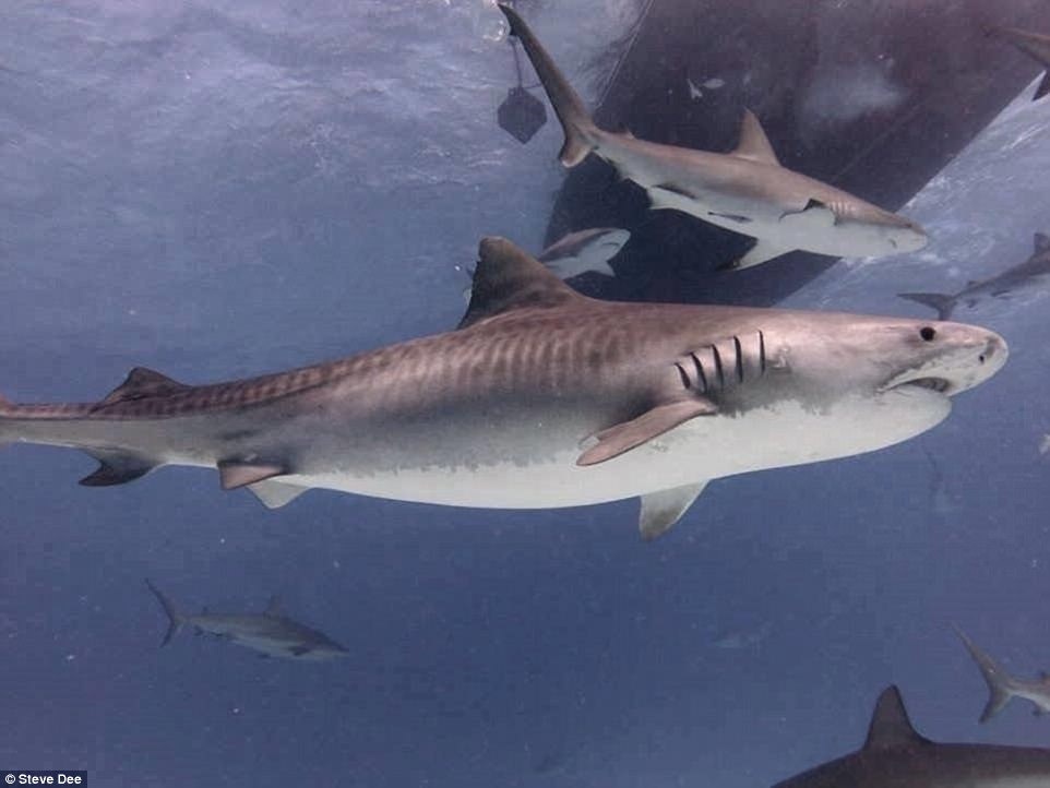 Cham soc ca map anh 10