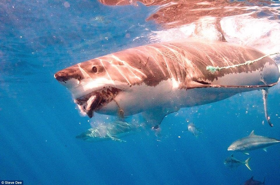 Cham soc ca map anh 2