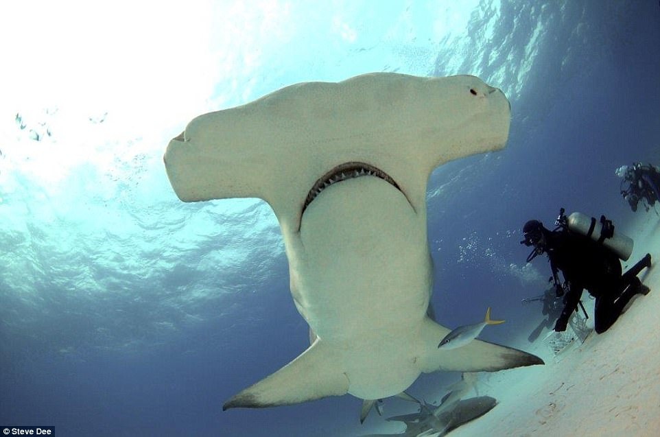 Cham soc ca map anh 3